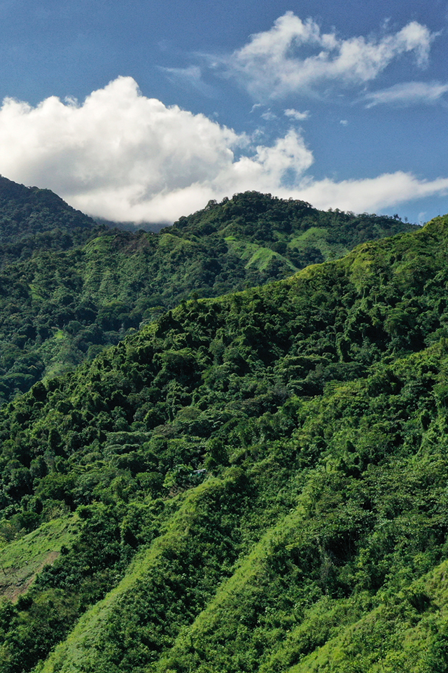 PatriziaPepexTreedom